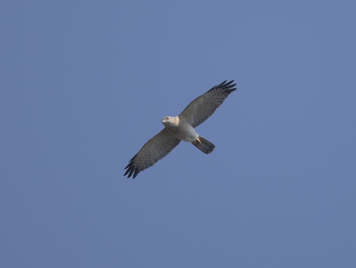 Shikra - ML646580142