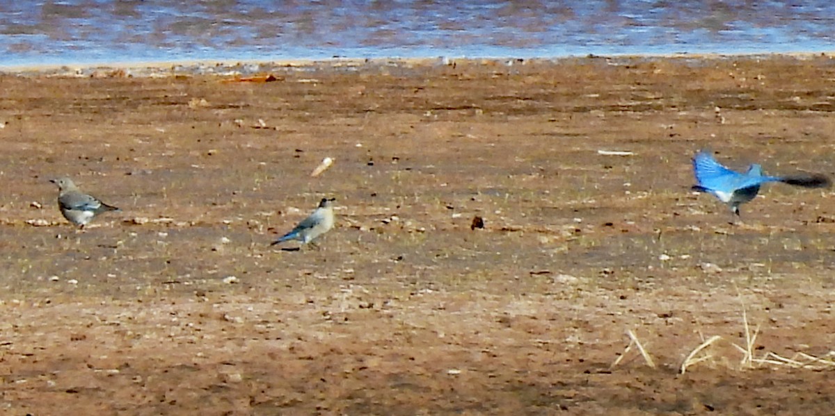 Голубая сиалия - ML646580143