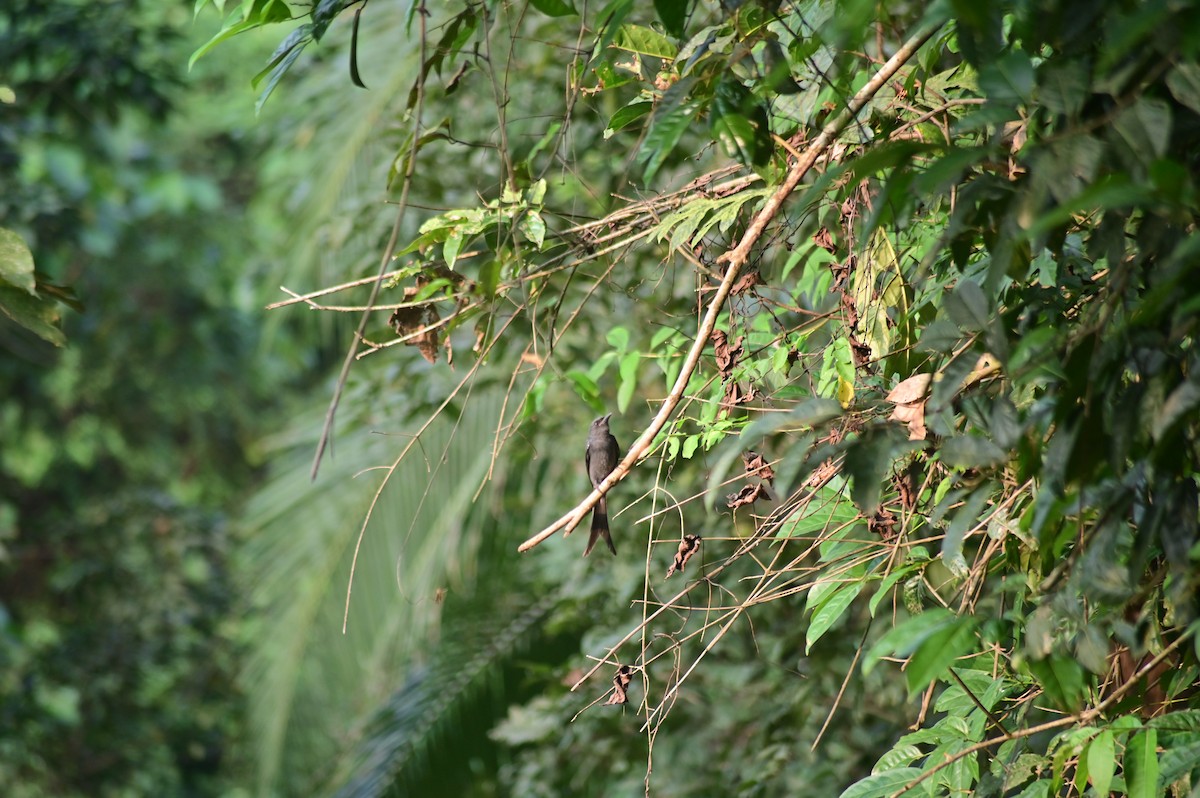 Ashy Drongo - ML646580145