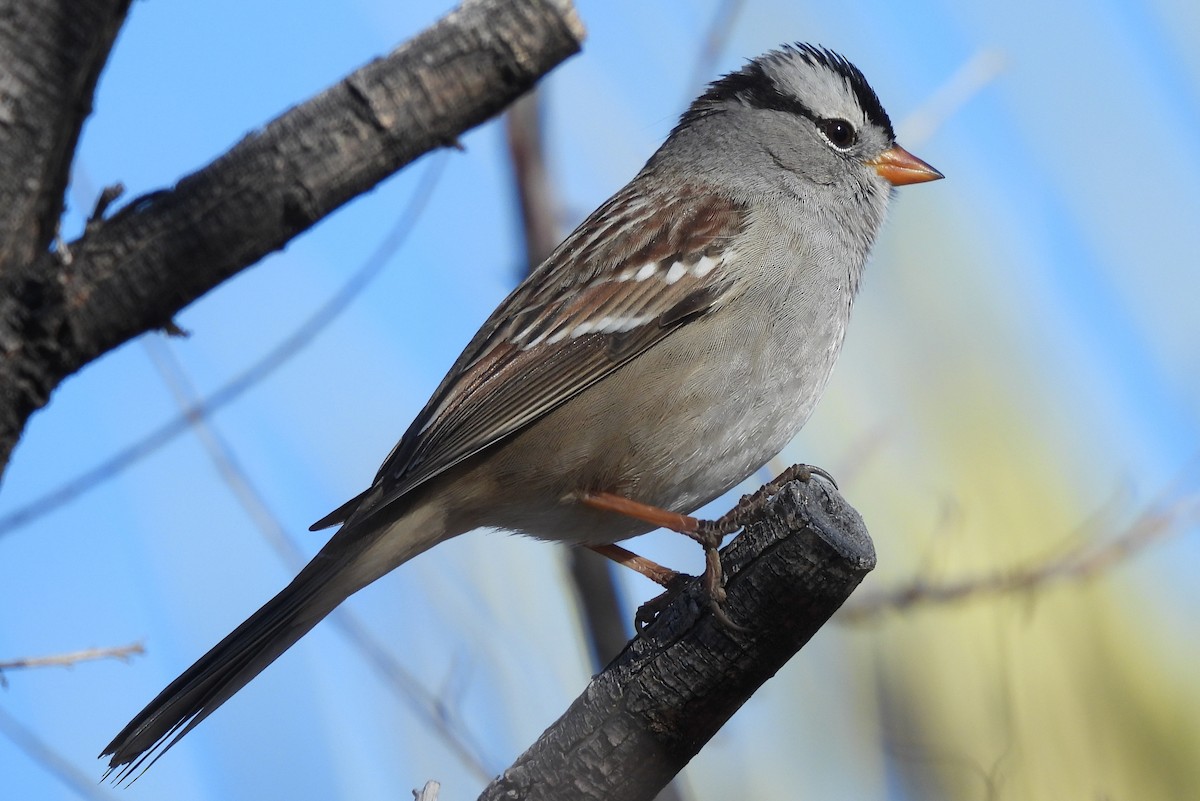 Белобровая овсянка - ML646580152