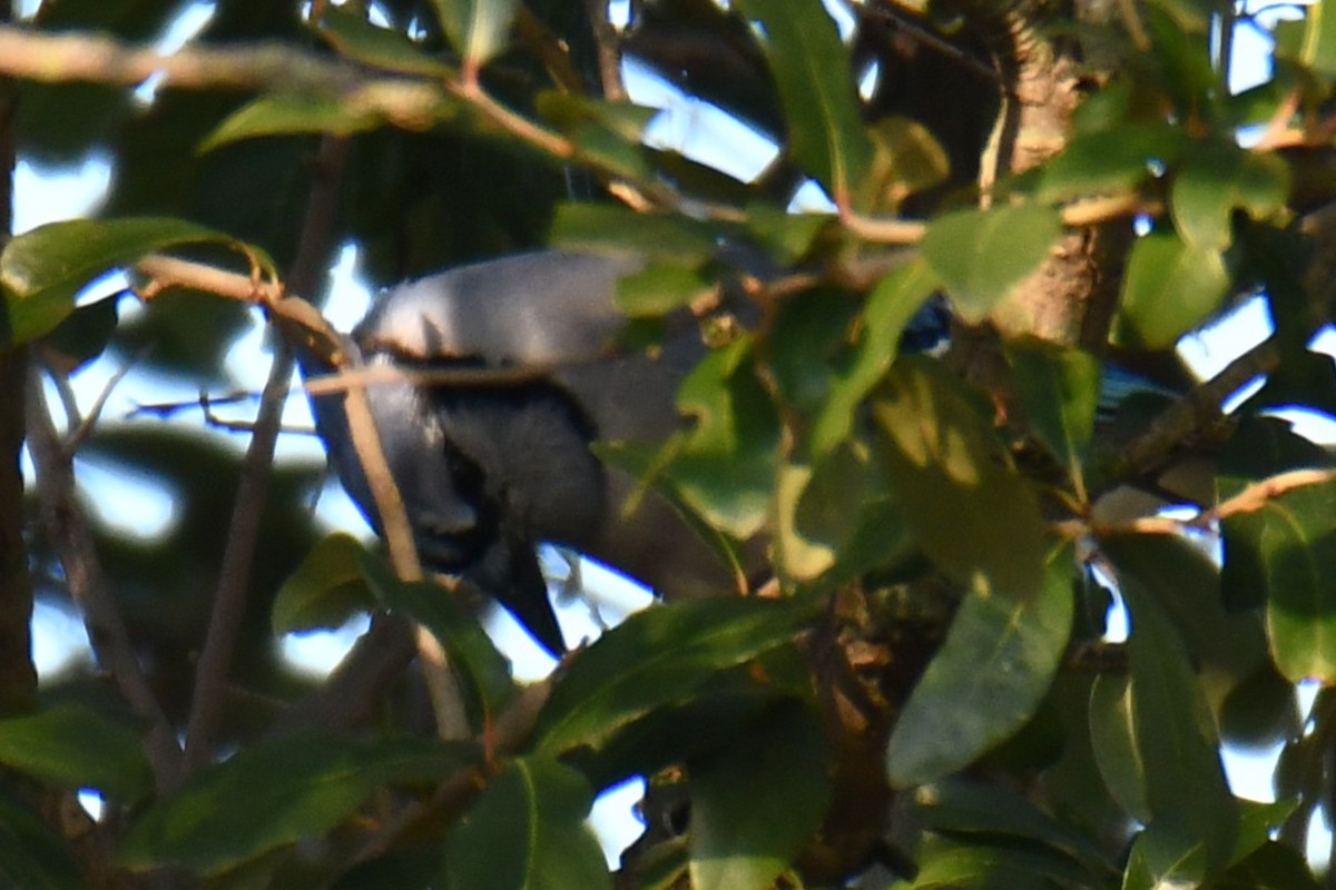 Blue Jay - ML646580155