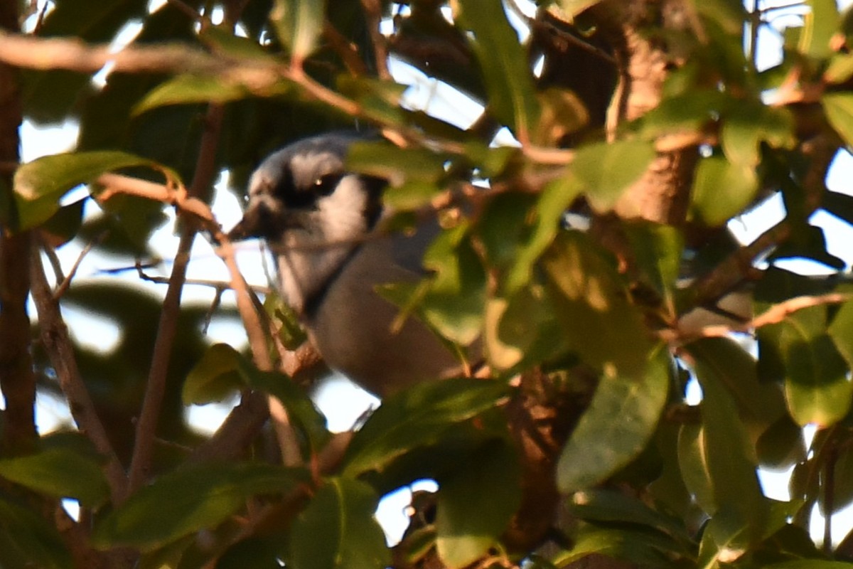 Blue Jay - ML646580156
