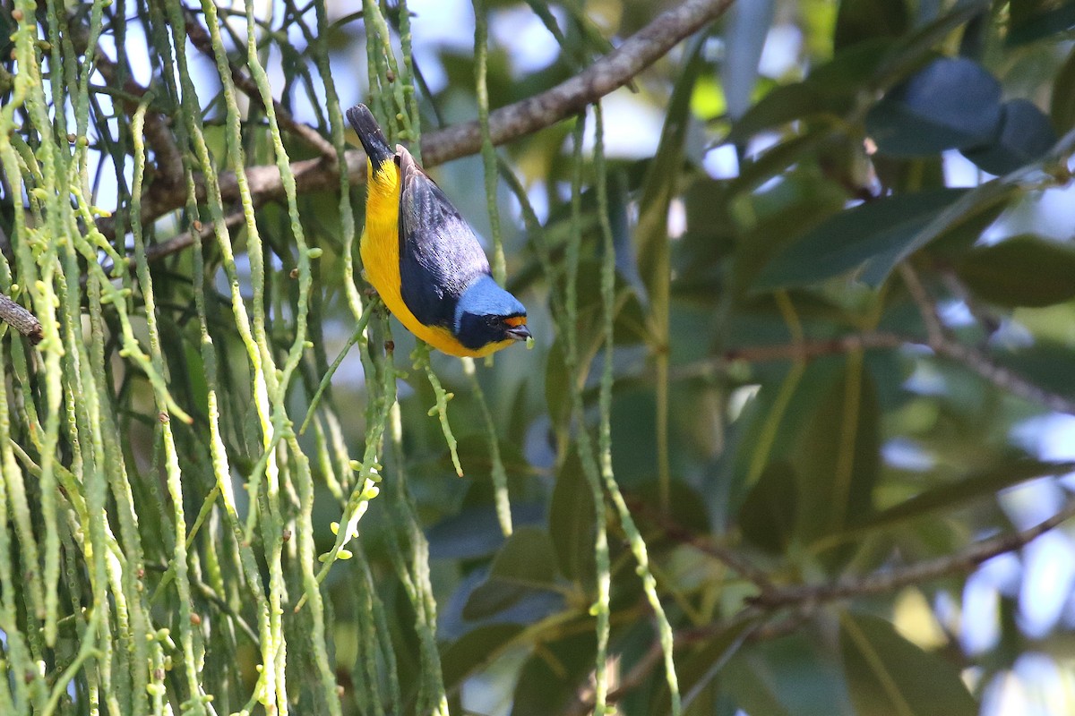 Puerto Rican Euphonia - ML646580159