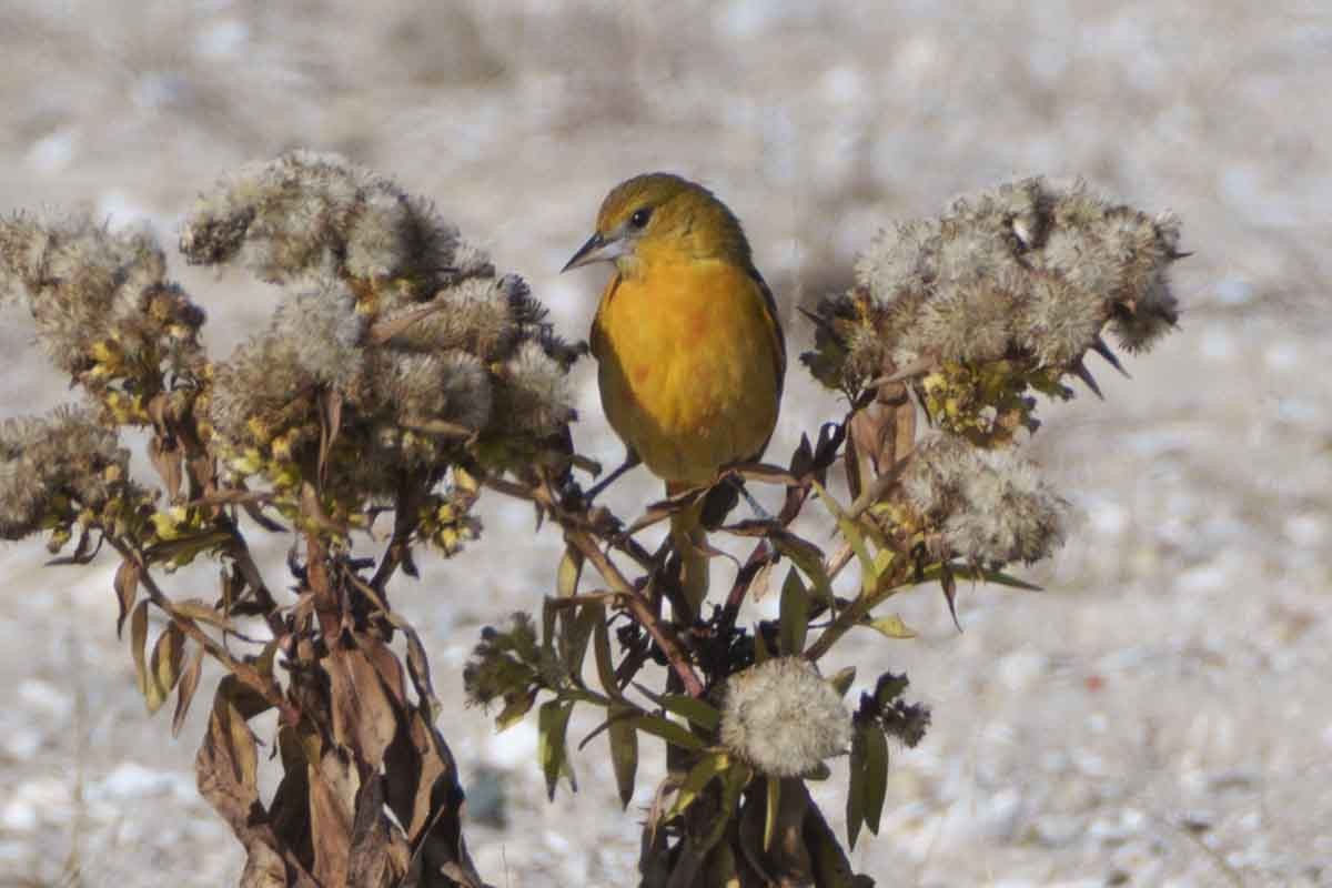 Baltimore Oriole - ML646580160
