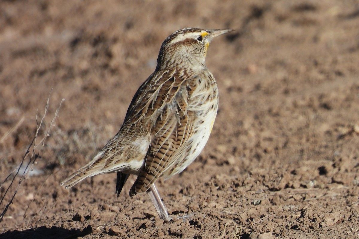 Западный луговой трупиал - ML646580169