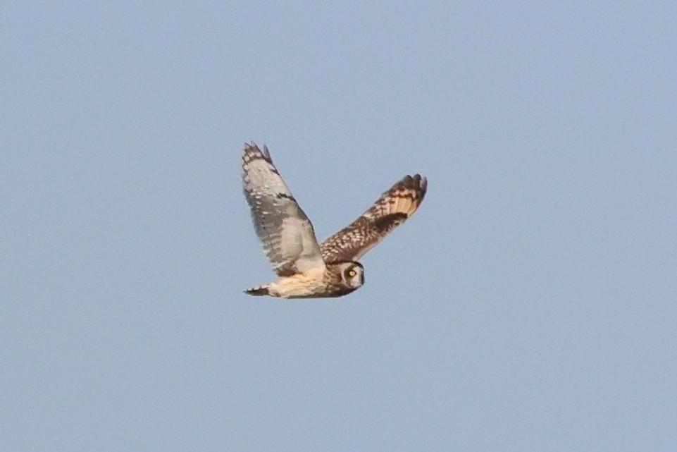 Short-eared Owl - ML646580170