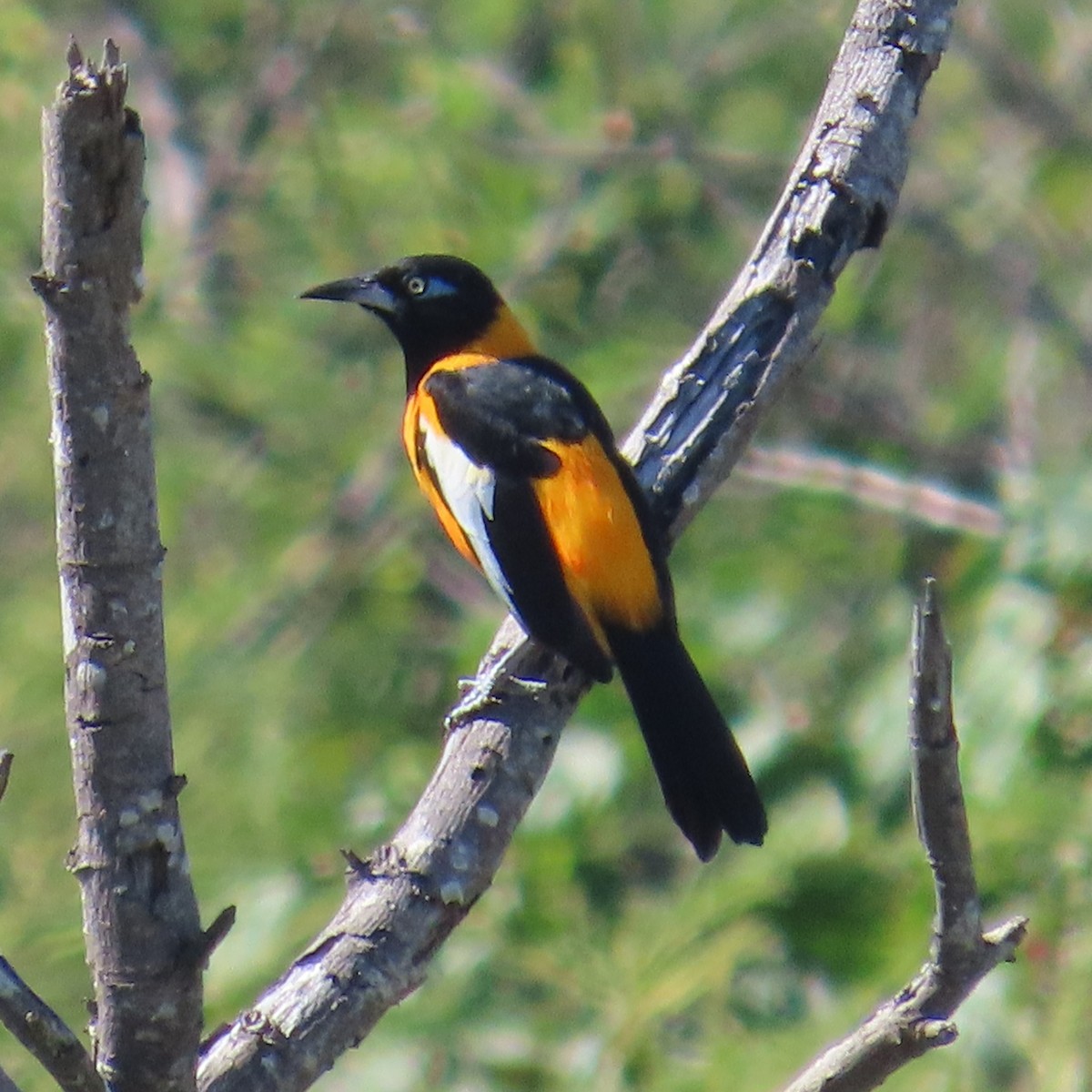 Venezuelan Troupial - ML646580172
