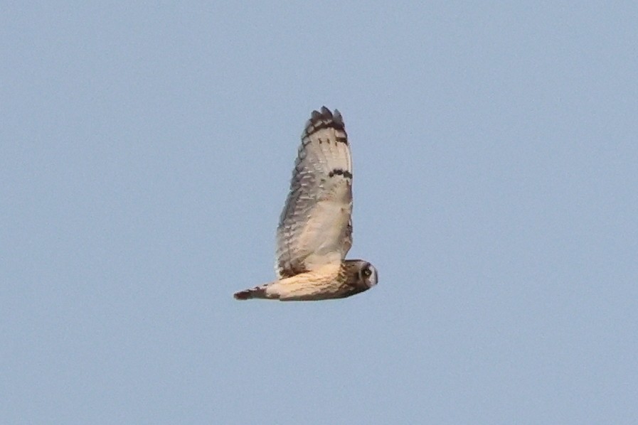 Short-eared Owl - ML646580173