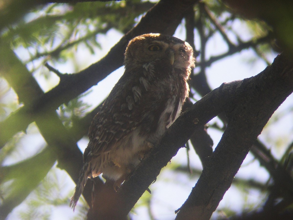 Pearl-spotted Owlet - ML646580174