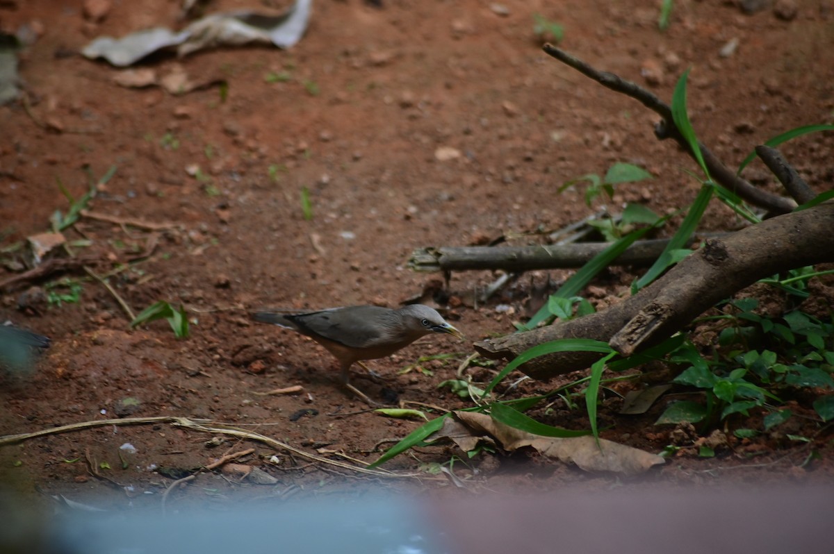 Chestnut-tailed Starling - ML646580187