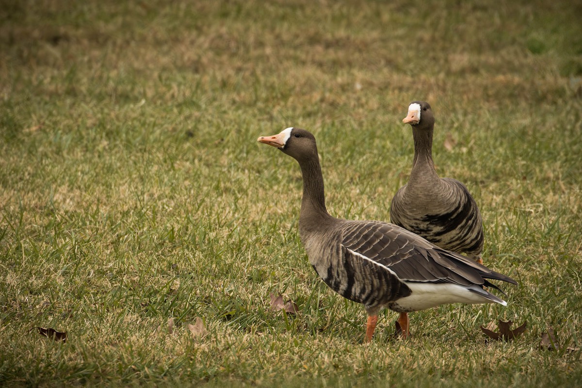 husa běločelá - ML646580203