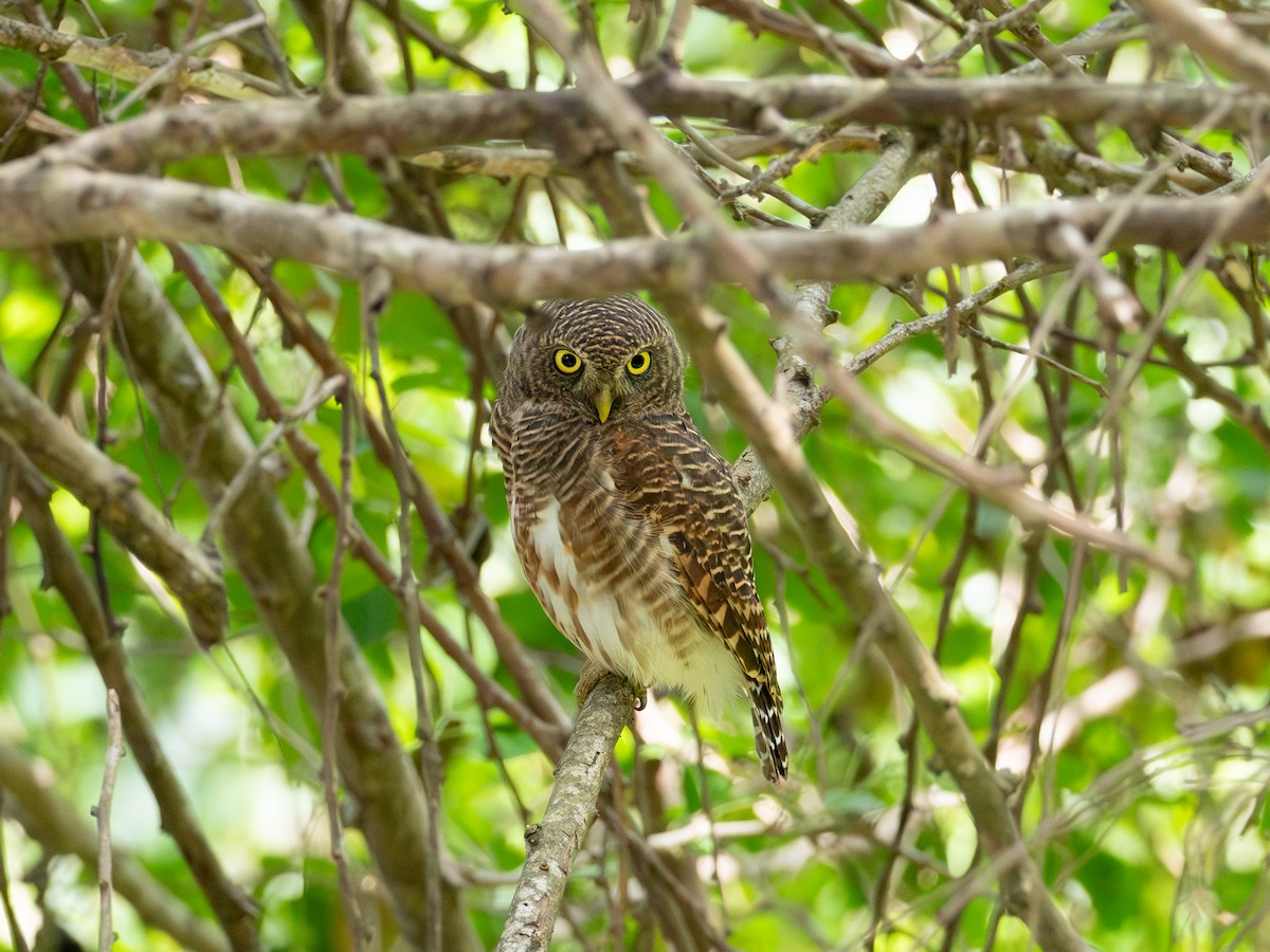 Mochuelo Cuco - ML646580207