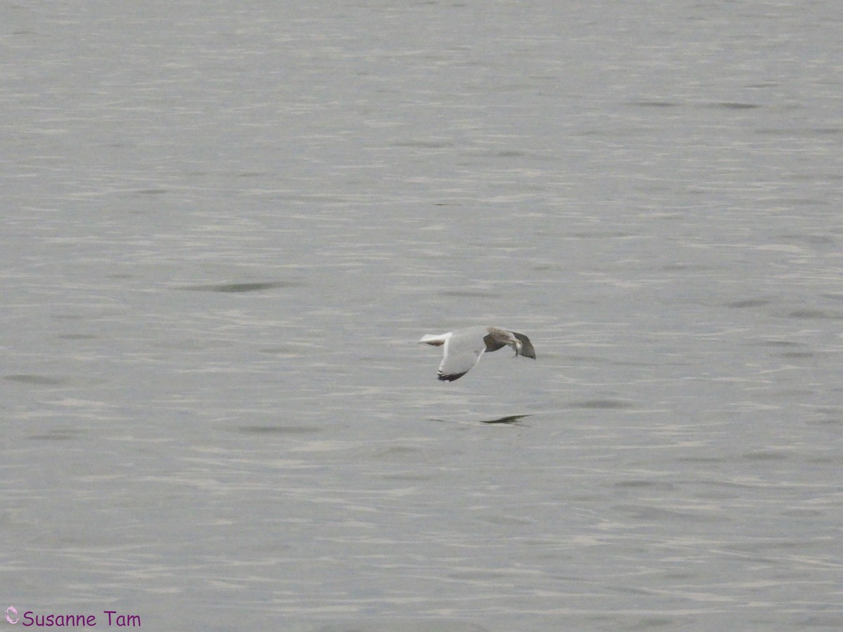 American Herring Gull - ML646580214