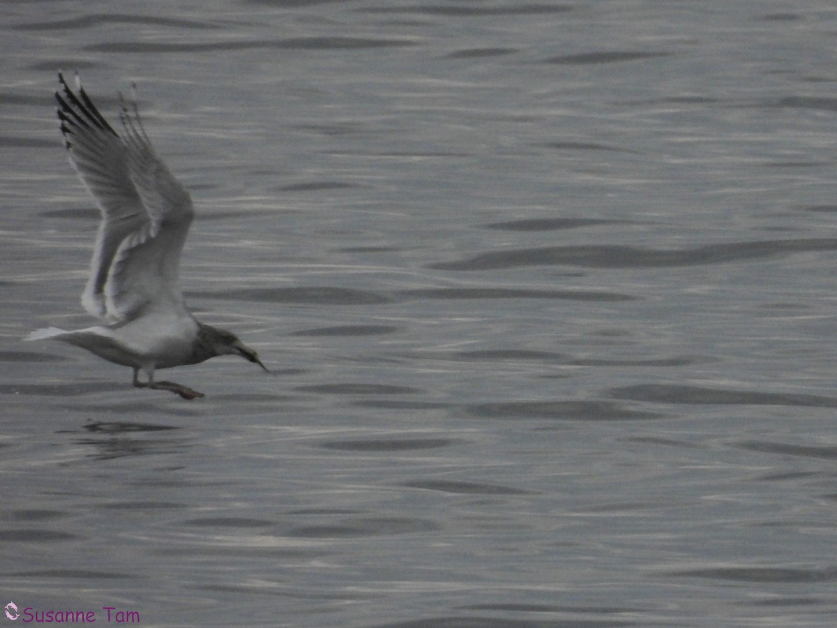American Herring Gull - ML646580215