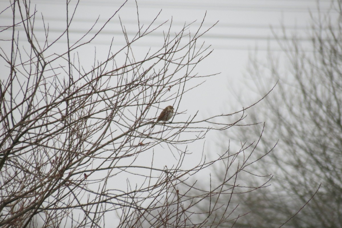 Reed Bunting - ML646580216