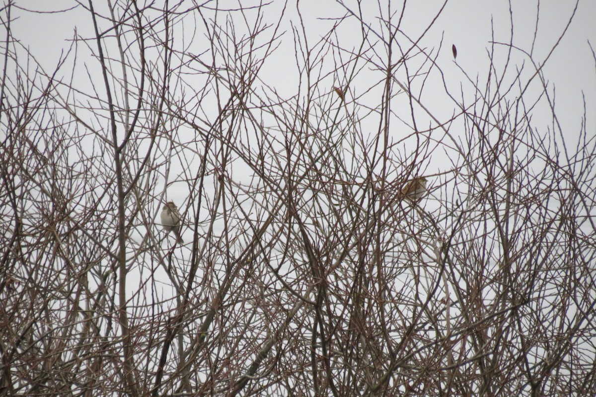 Reed Bunting - ML646580218