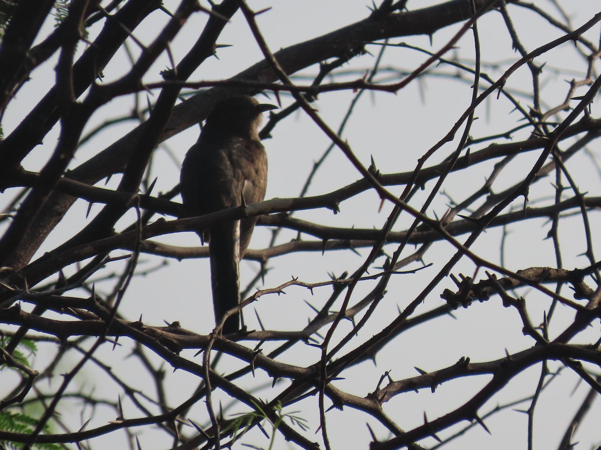 kukačka šedobřichá - ML646580219