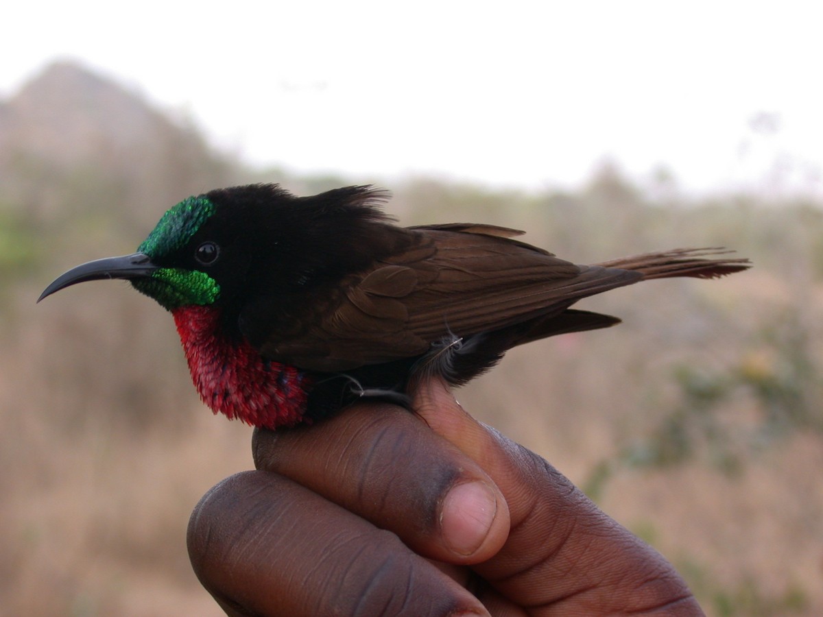 Scarlet-chested Sunbird - ML646580220