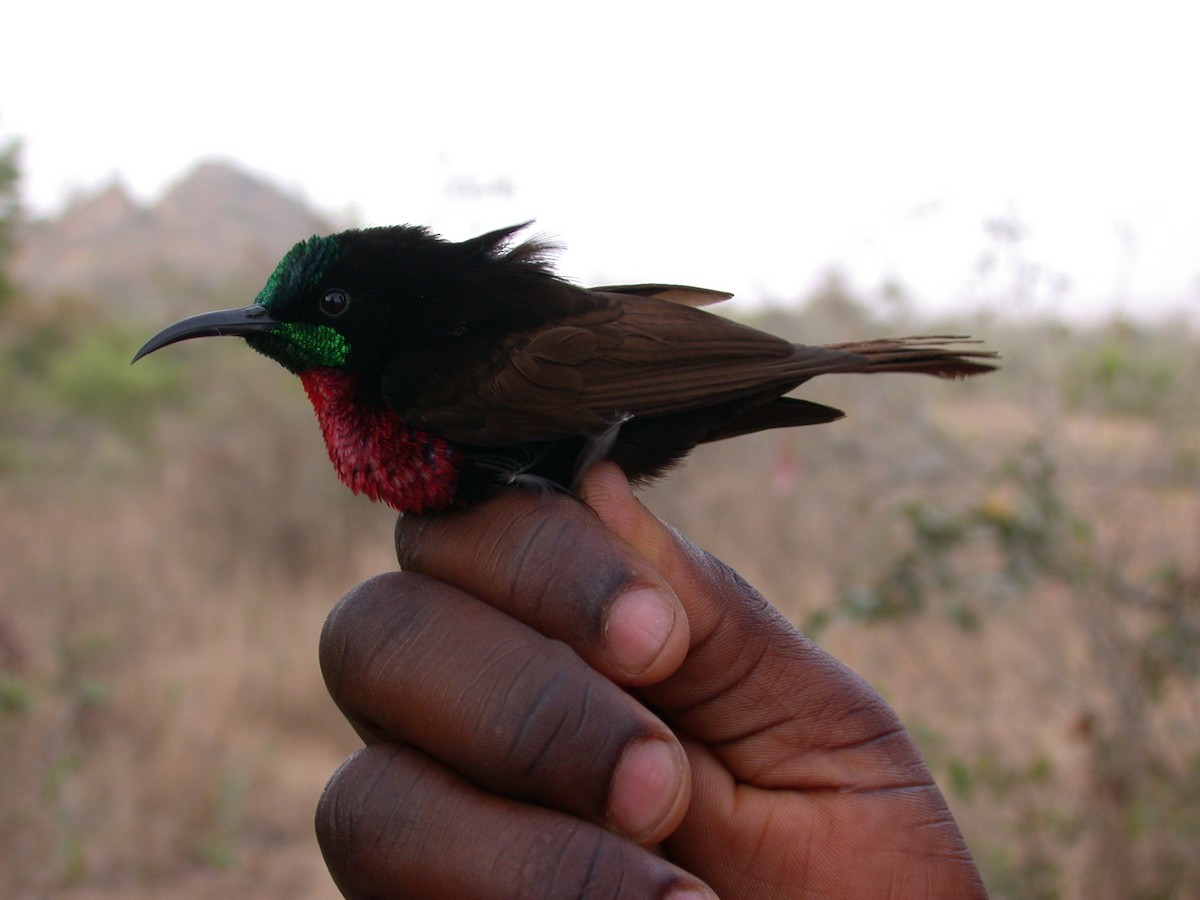 Scarlet-chested Sunbird - ML646580221