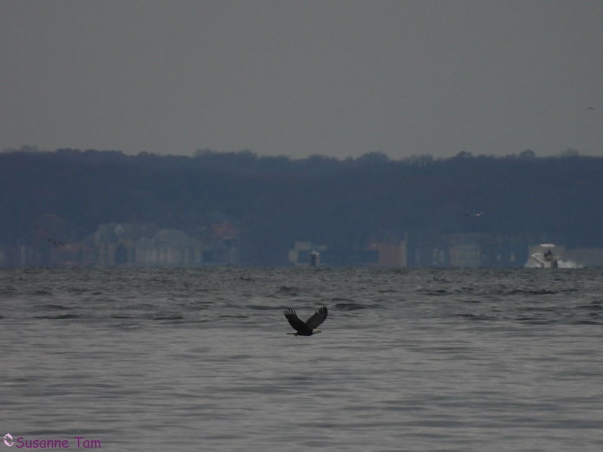 Pygargue à tête blanche - ML646580222