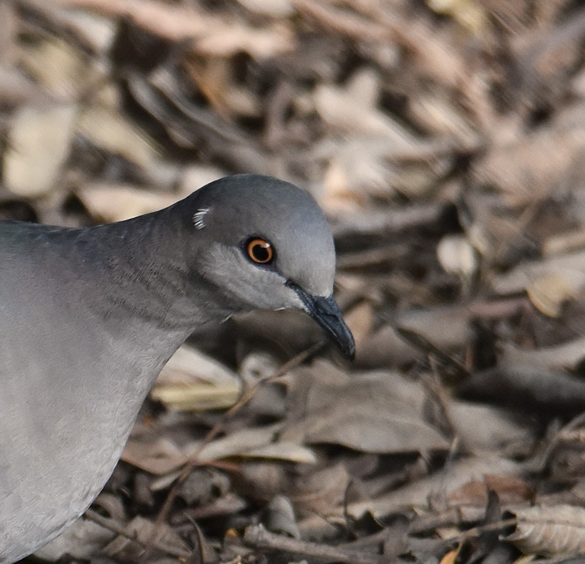 White-tipped Dove - ML646580226