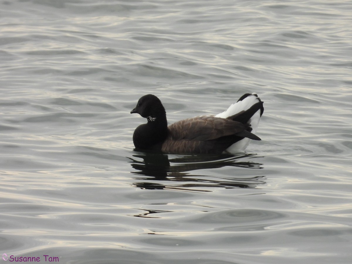 黑雁 - ML646580230