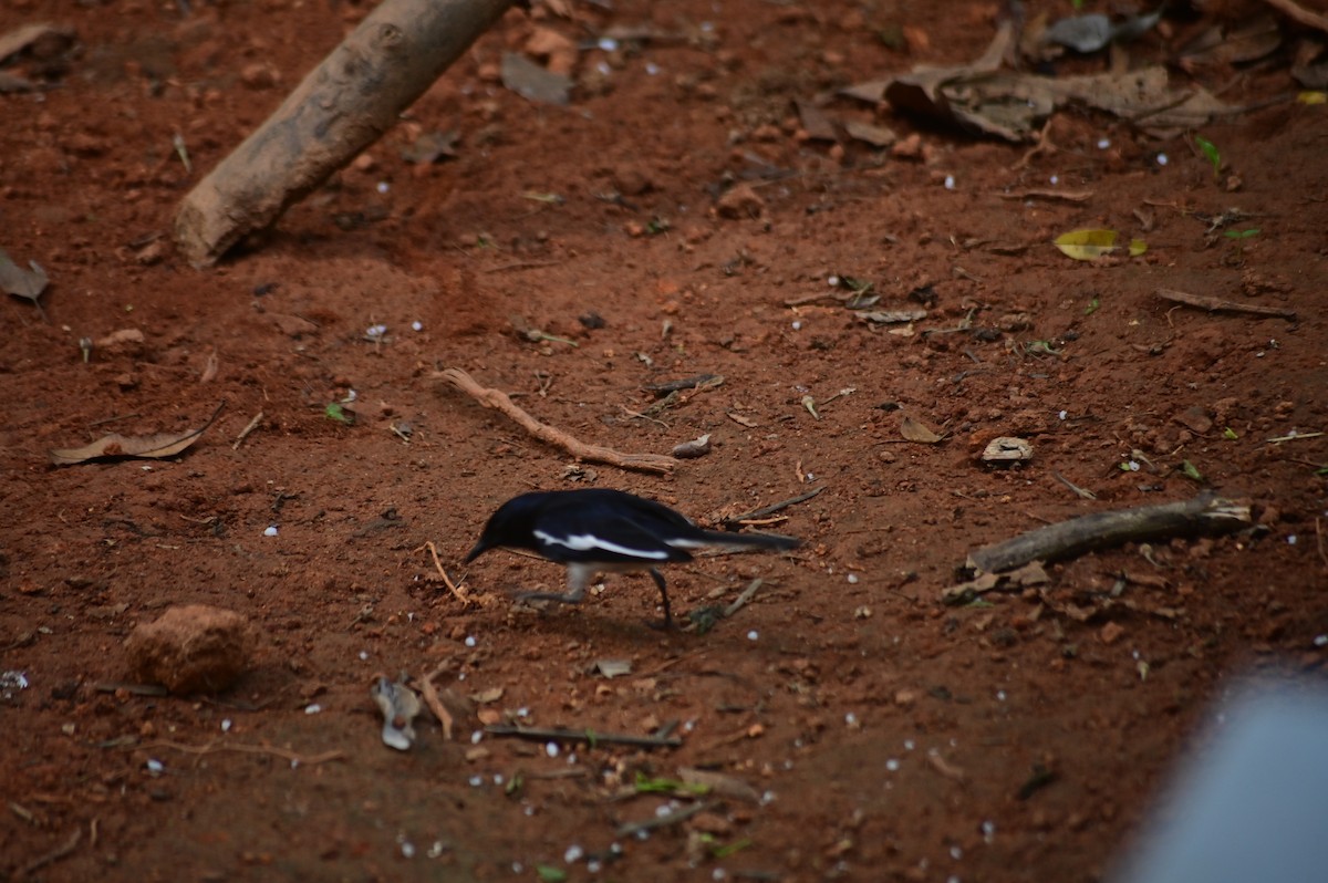 Oriental Magpie-Robin - ML646580235