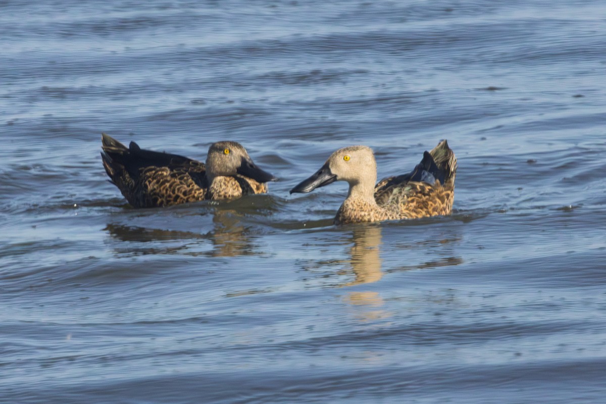 Cape Shoveler - ML646580237