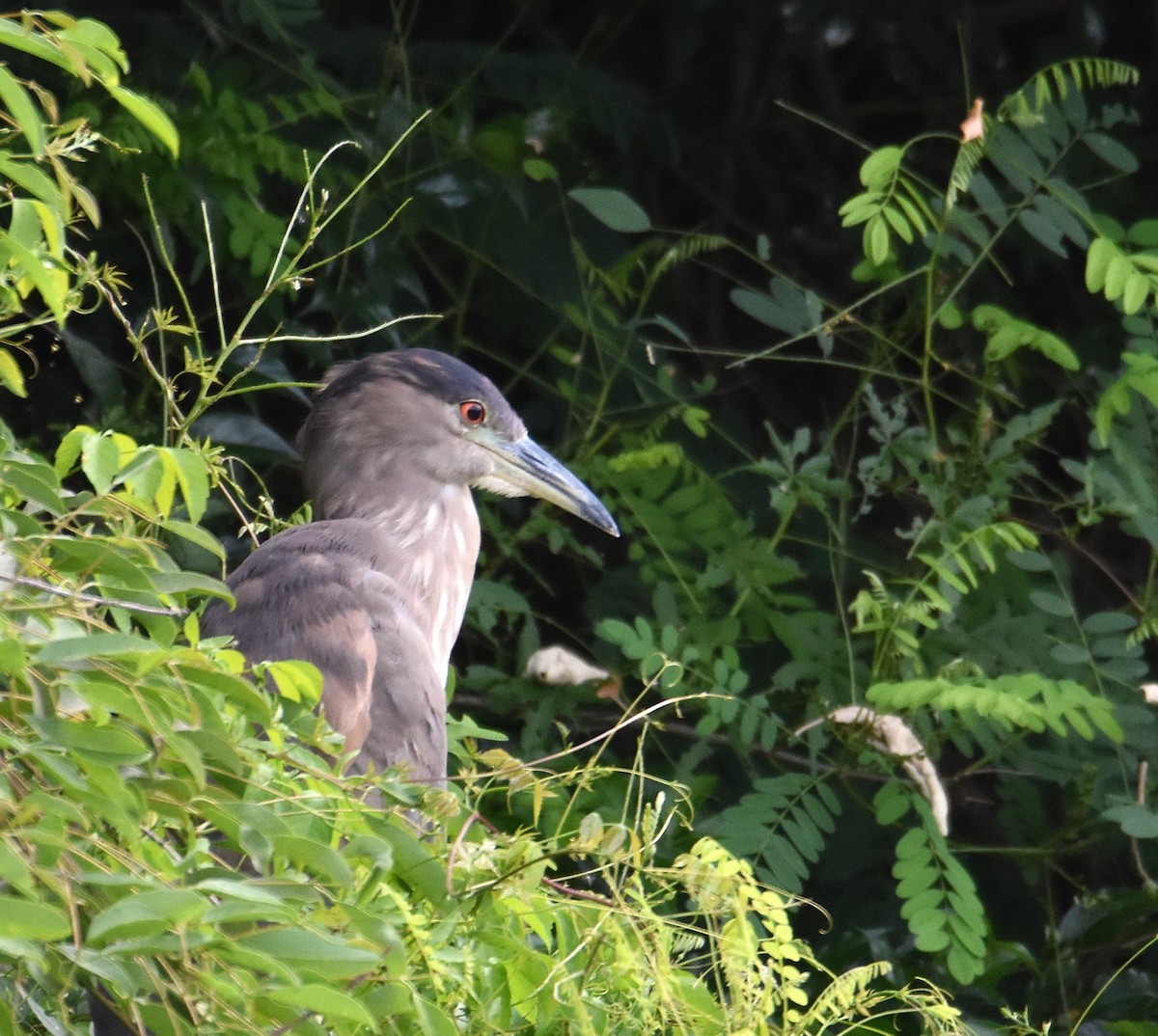 Black-crowned Night Heron - ML646580240