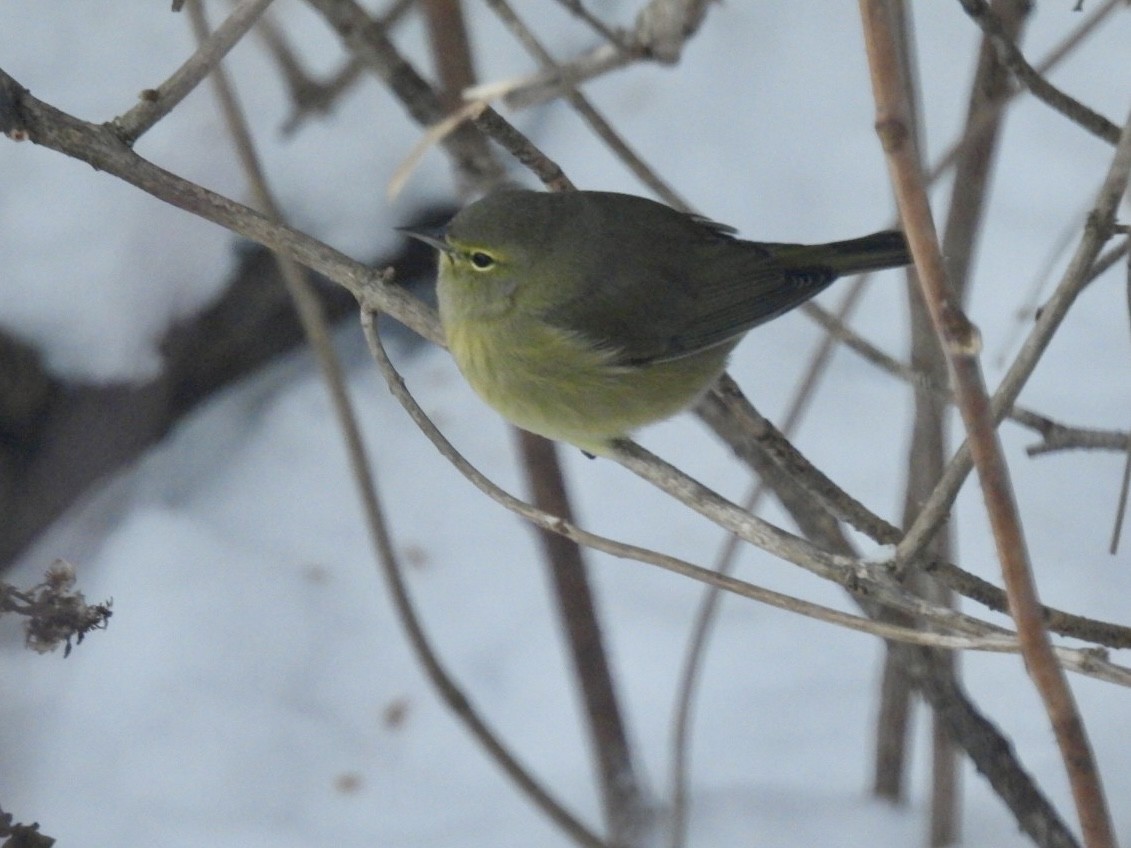 Orange-crowned Warbler - ML646580241