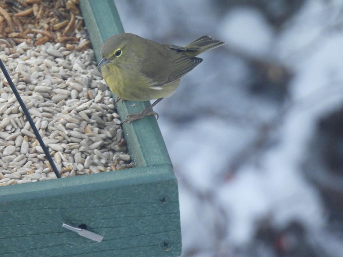 Orange-crowned Warbler - ML646580242