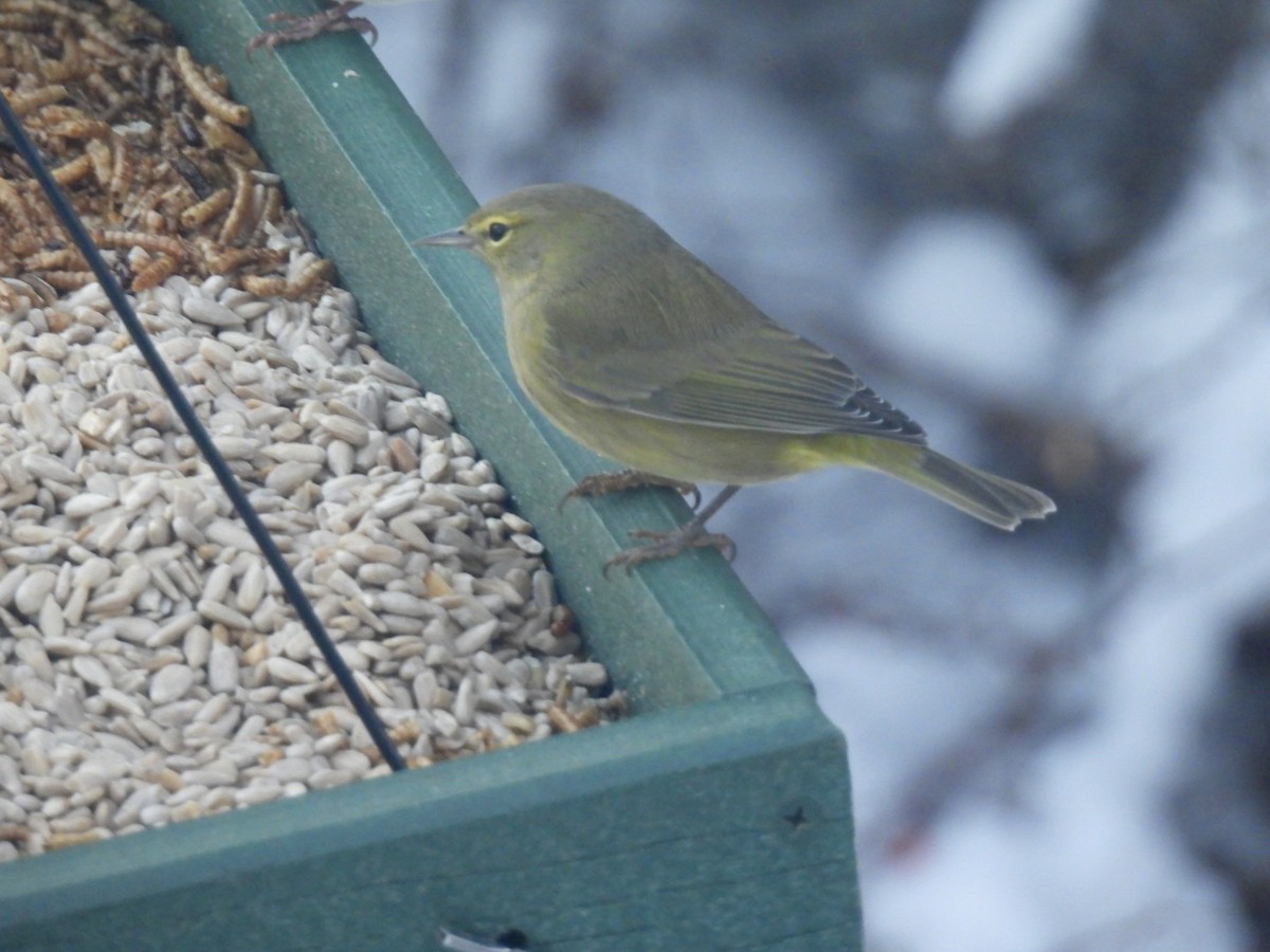 Orange-crowned Warbler - ML646580243