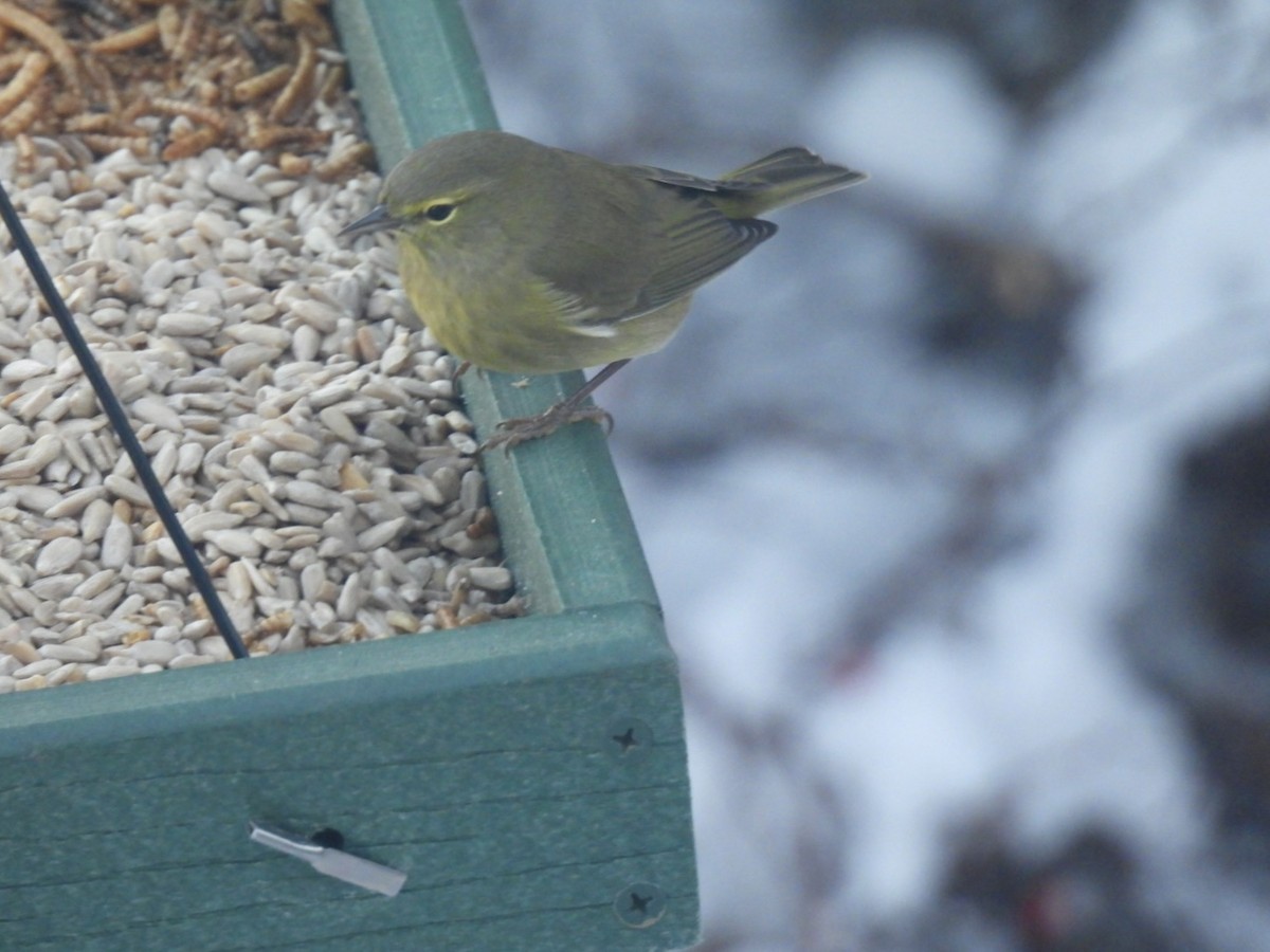 Orange-crowned Warbler - ML646580244