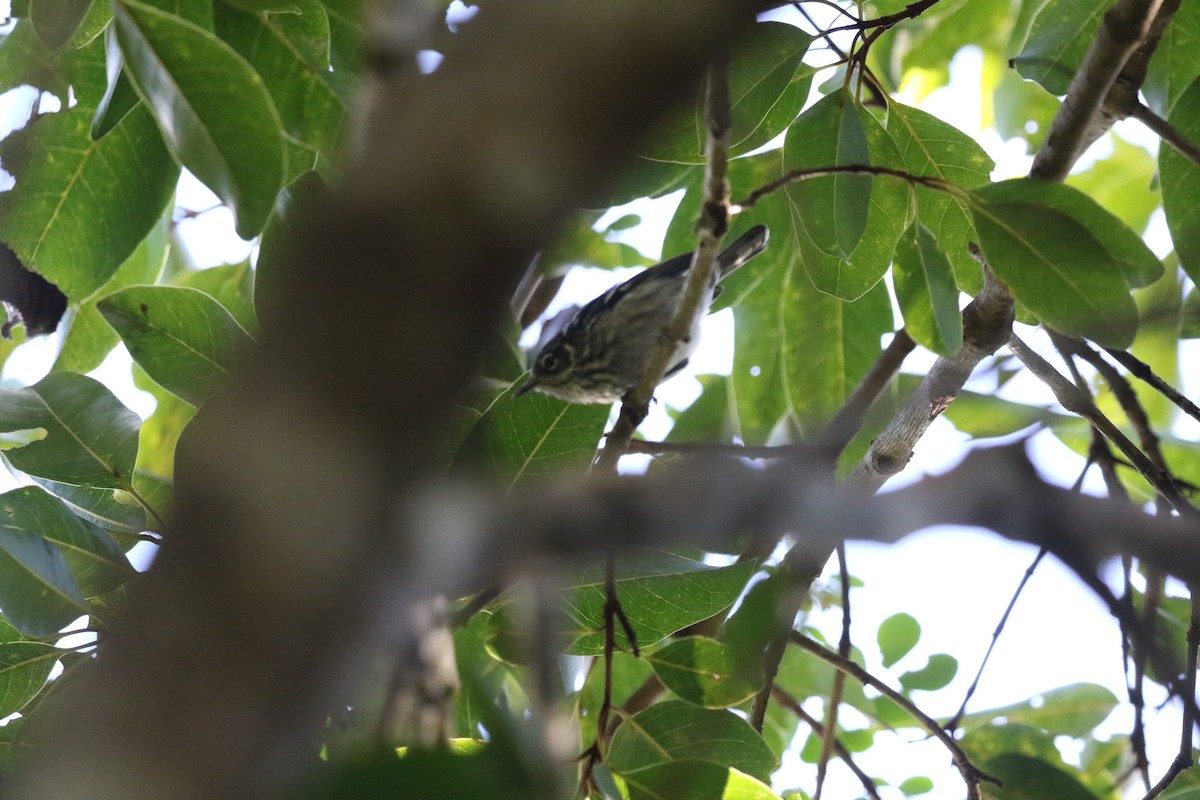 プエルトリコアメリカムシクイ - ML646580256