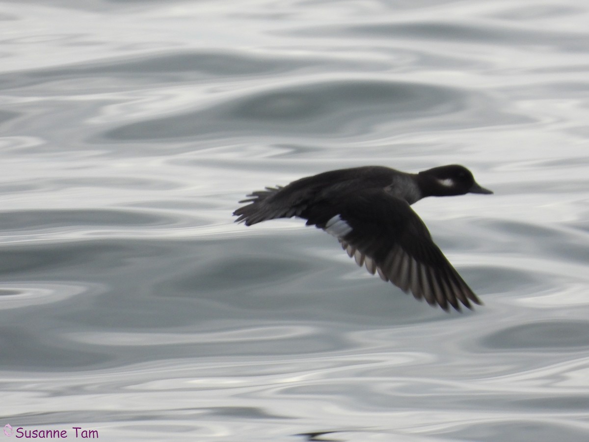 Bufflehead - ML646580257