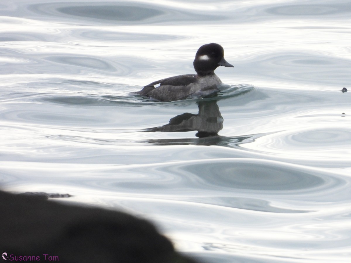 Bufflehead - ML646580258
