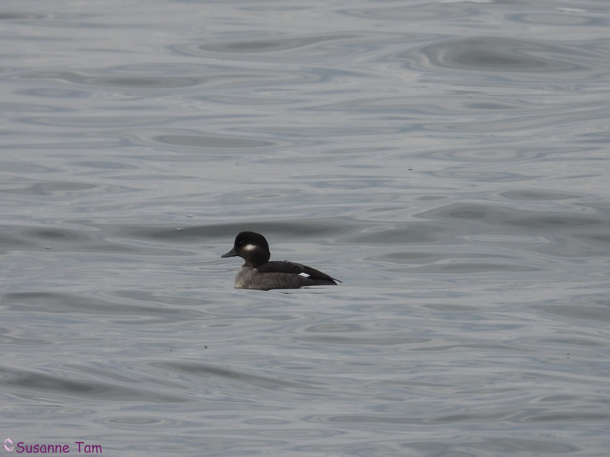 Bufflehead - ML646580259