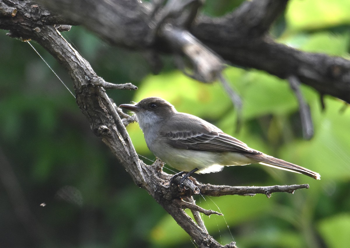 Swainson's Flycatcher - ML646580263