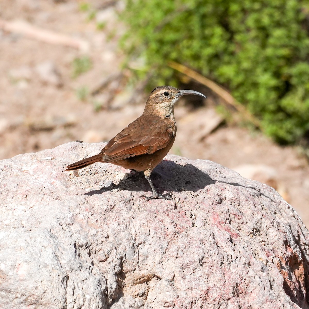 White-throated Earthcreeper - ML646580264