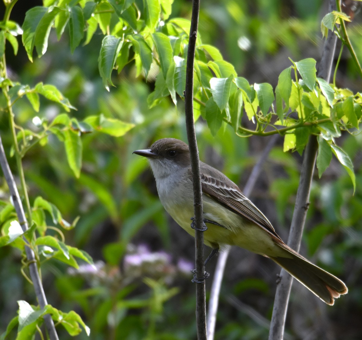 Swainson's Flycatcher - ML646580265