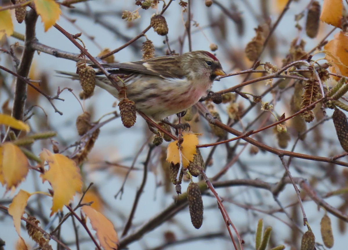 gråsisik - ML646580283