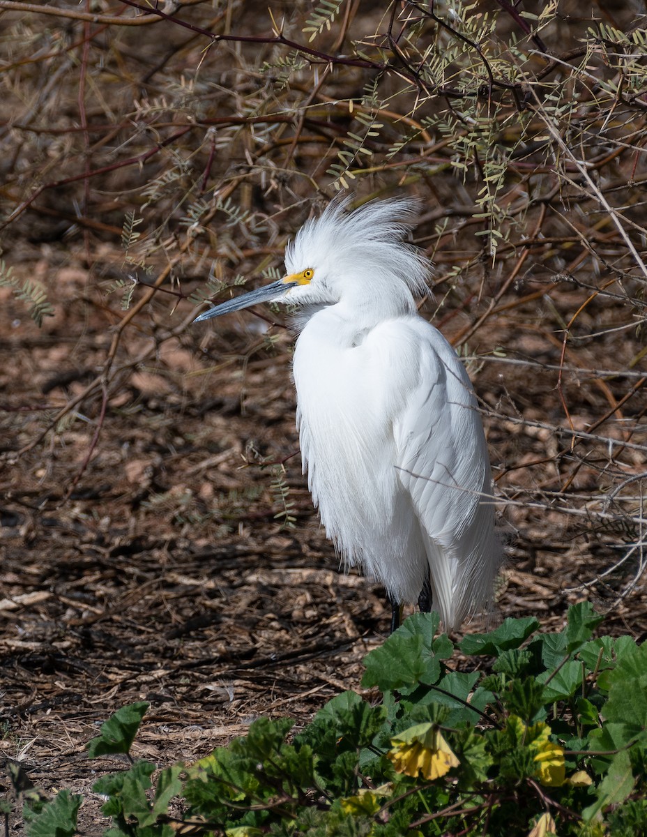 Snowy Egret - ML646580289