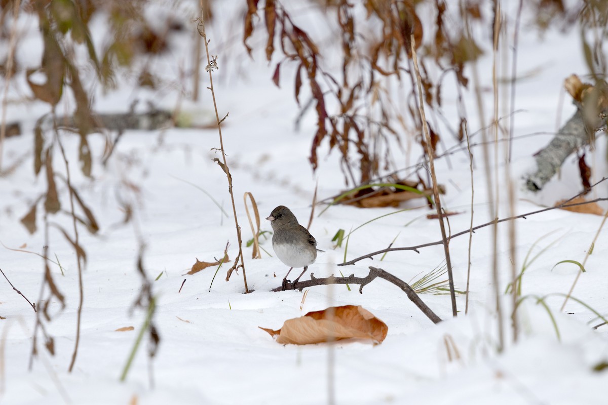 Dark-eyed Junco - ML646580291