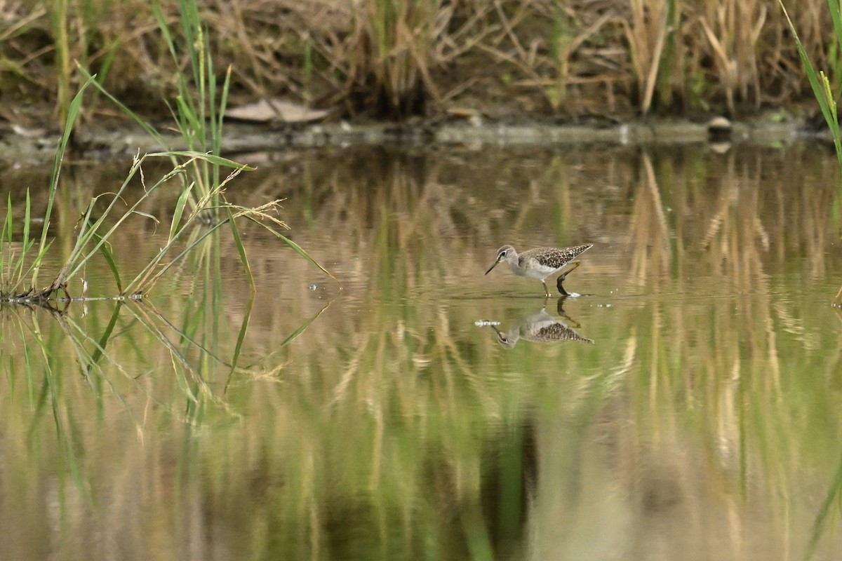 vodouš bahenní - ML646580292