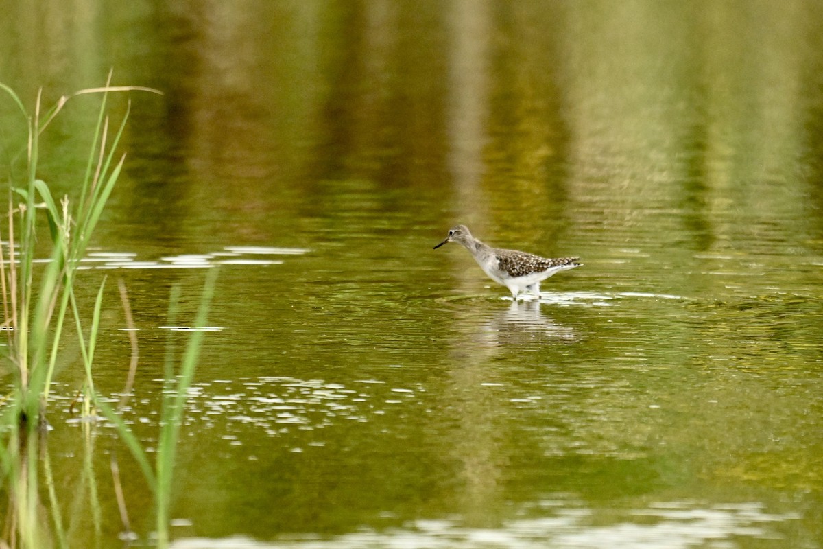 vodouš bahenní - ML646580293