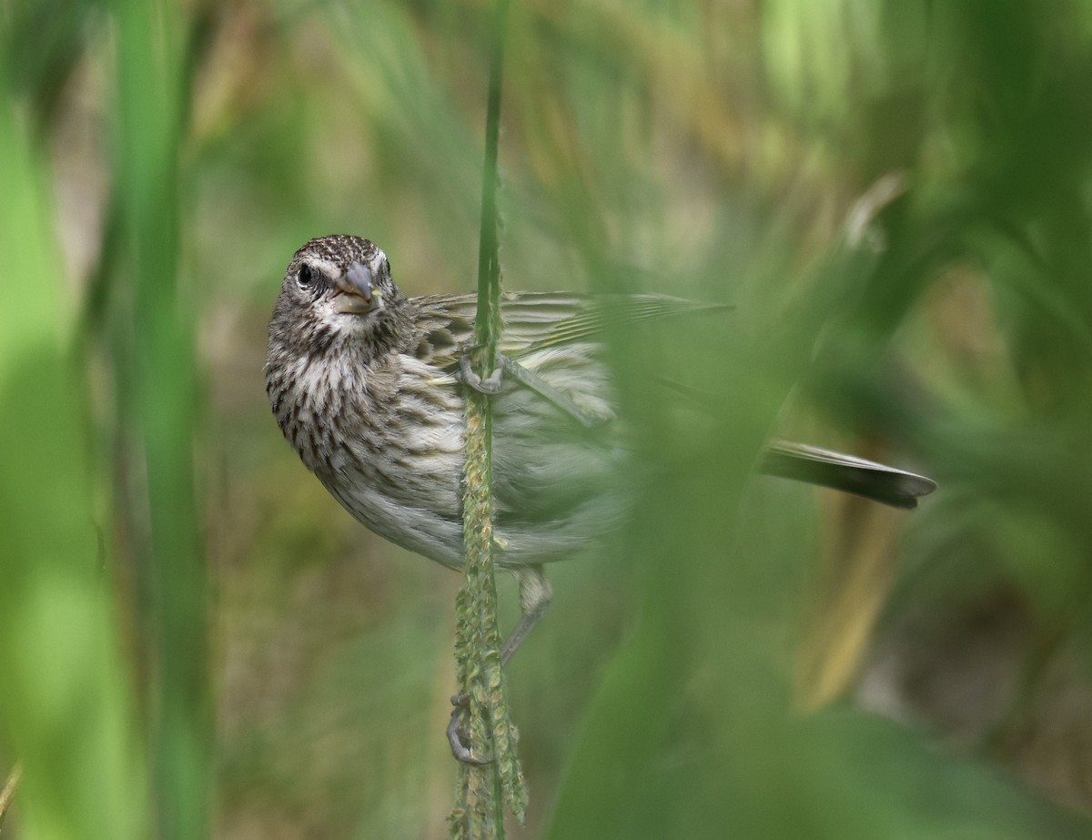 Saffron Finch - ML646580298