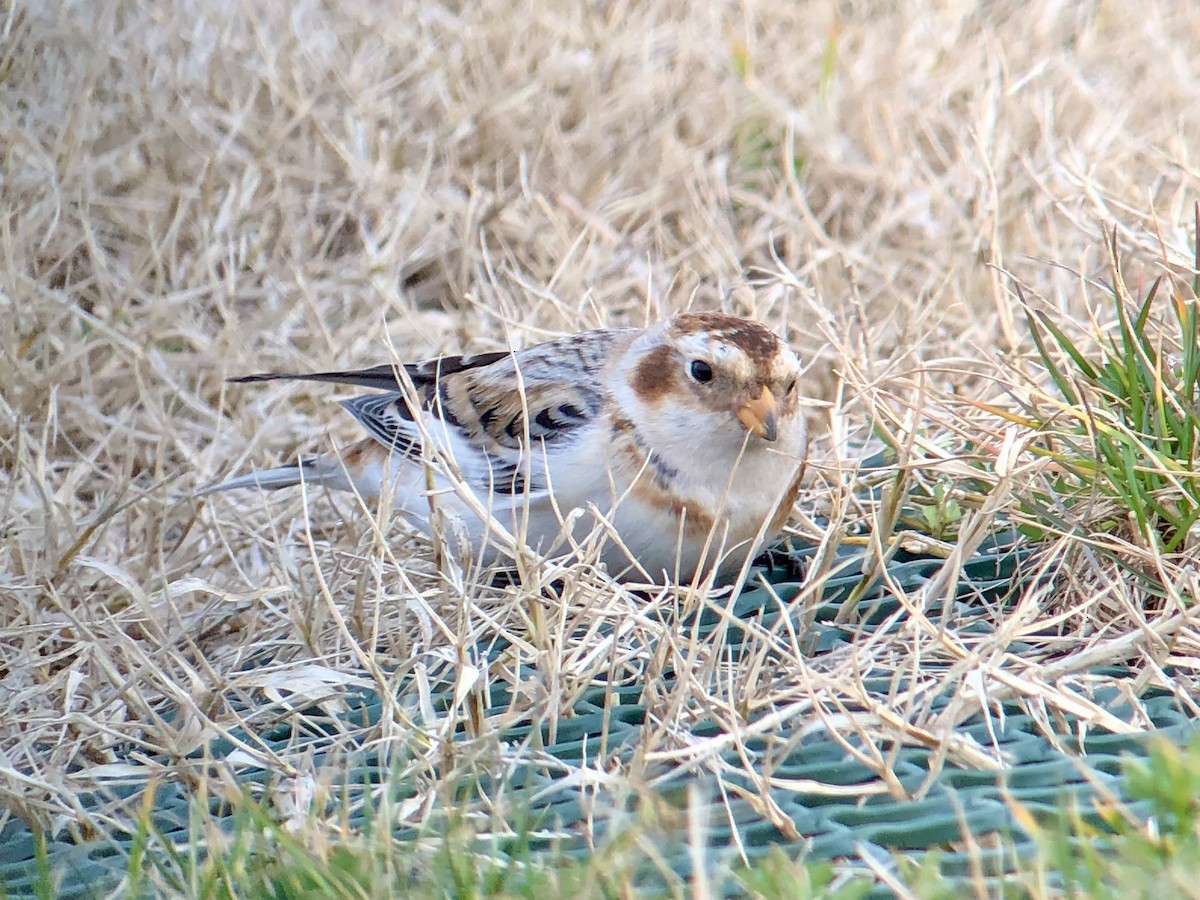 Schneeammer - ML646580299