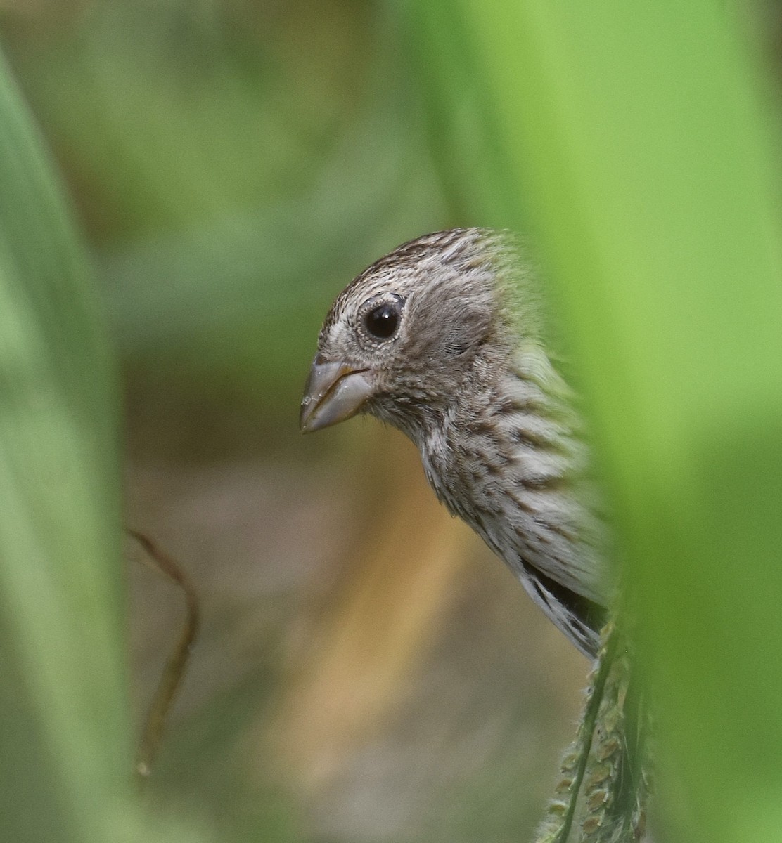 Saffron Finch - ML646580300
