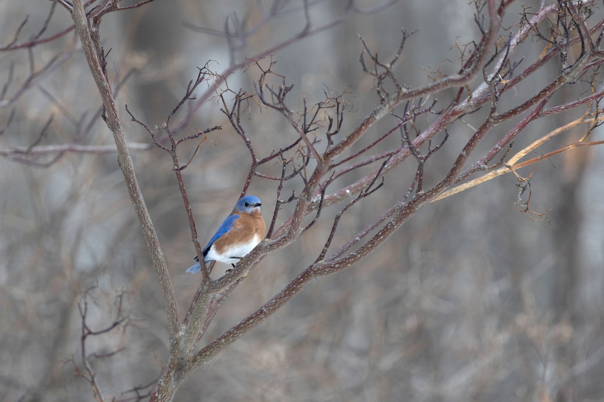 Eastern Bluebird - ML646580301