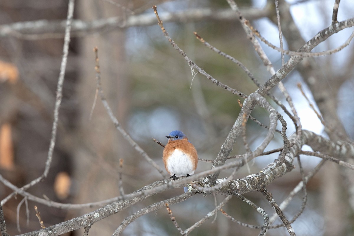 Eastern Bluebird - ML646580302
